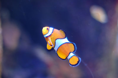 finding-nemo