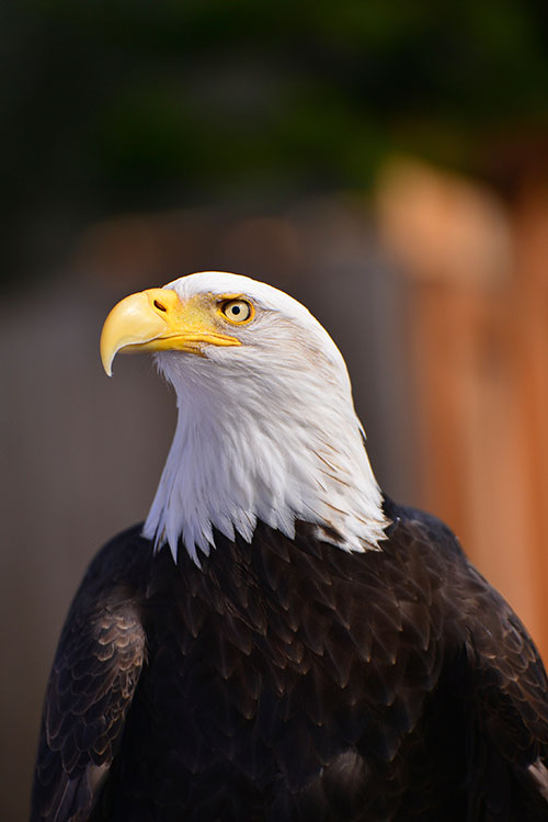 bald-eagle-6598